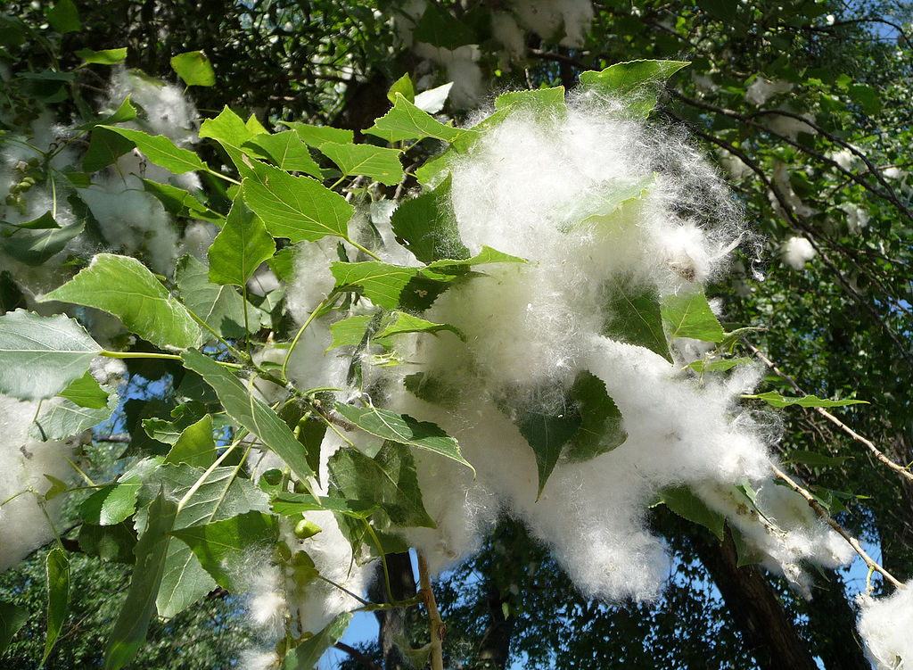 Cottonwood seeds by George Chernilevsky