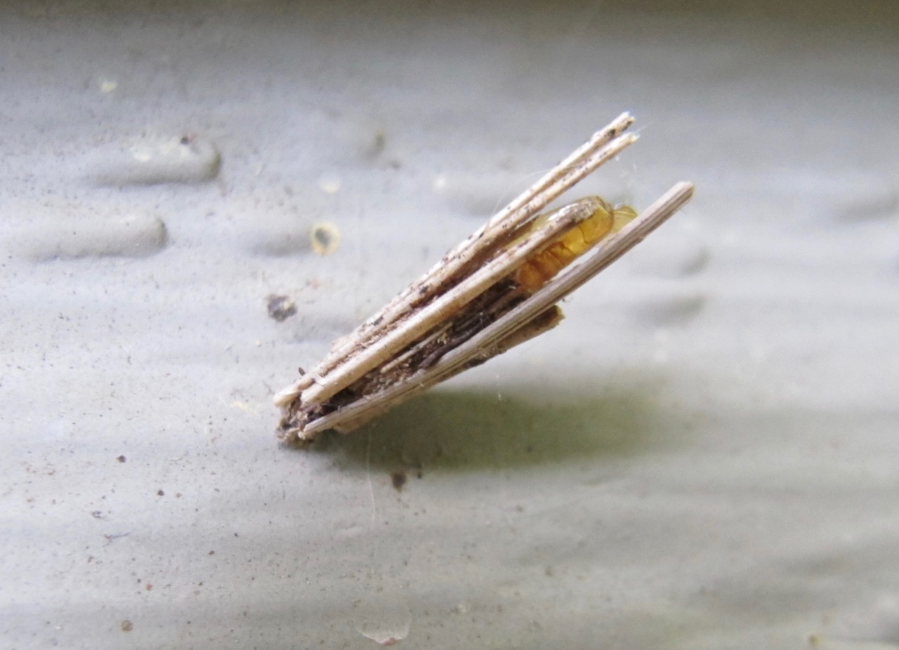 Bagworm in its house.