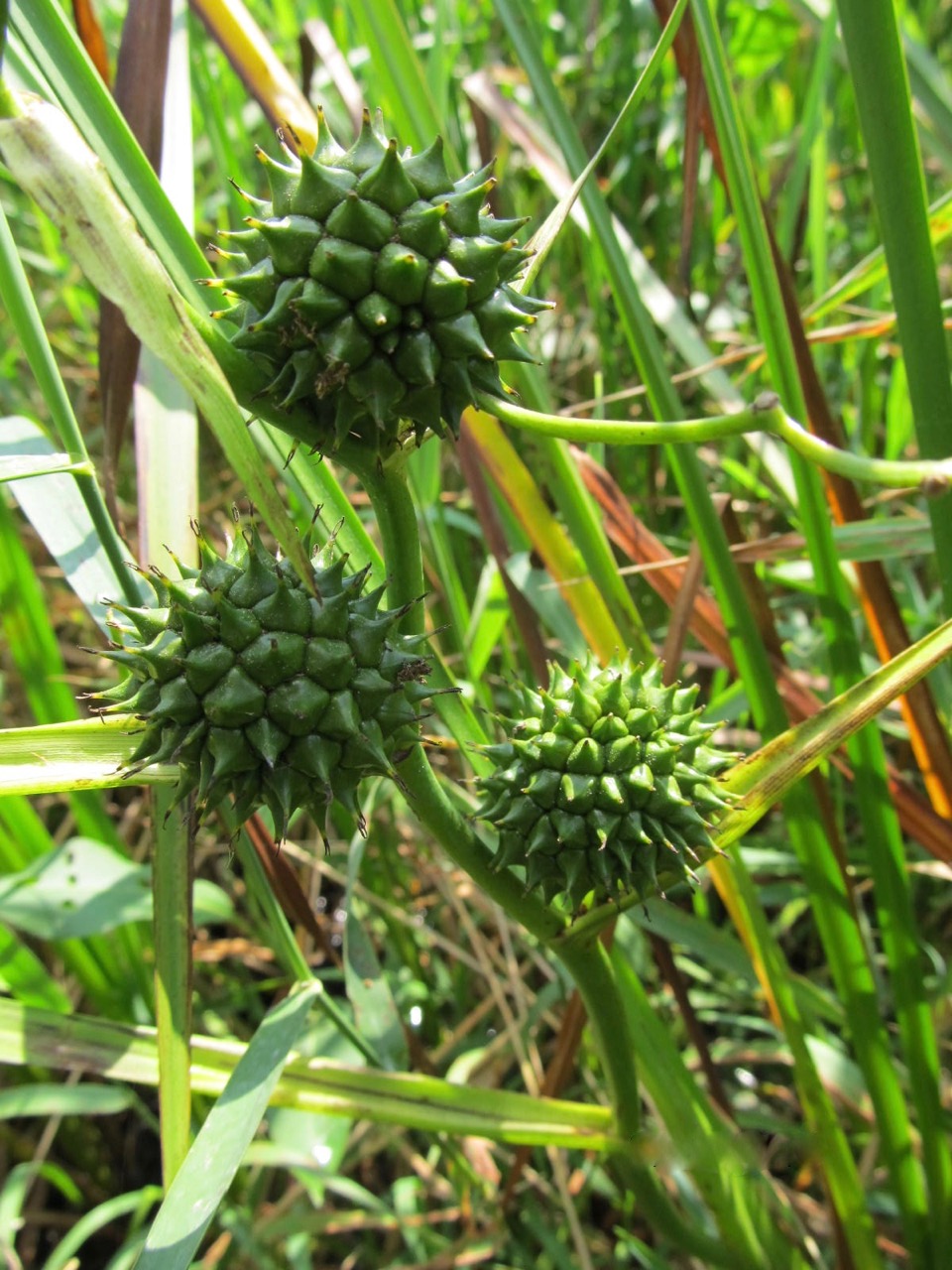 Giant bur reed 