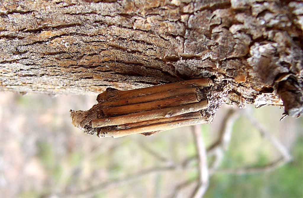 Bagworm case of sticks.