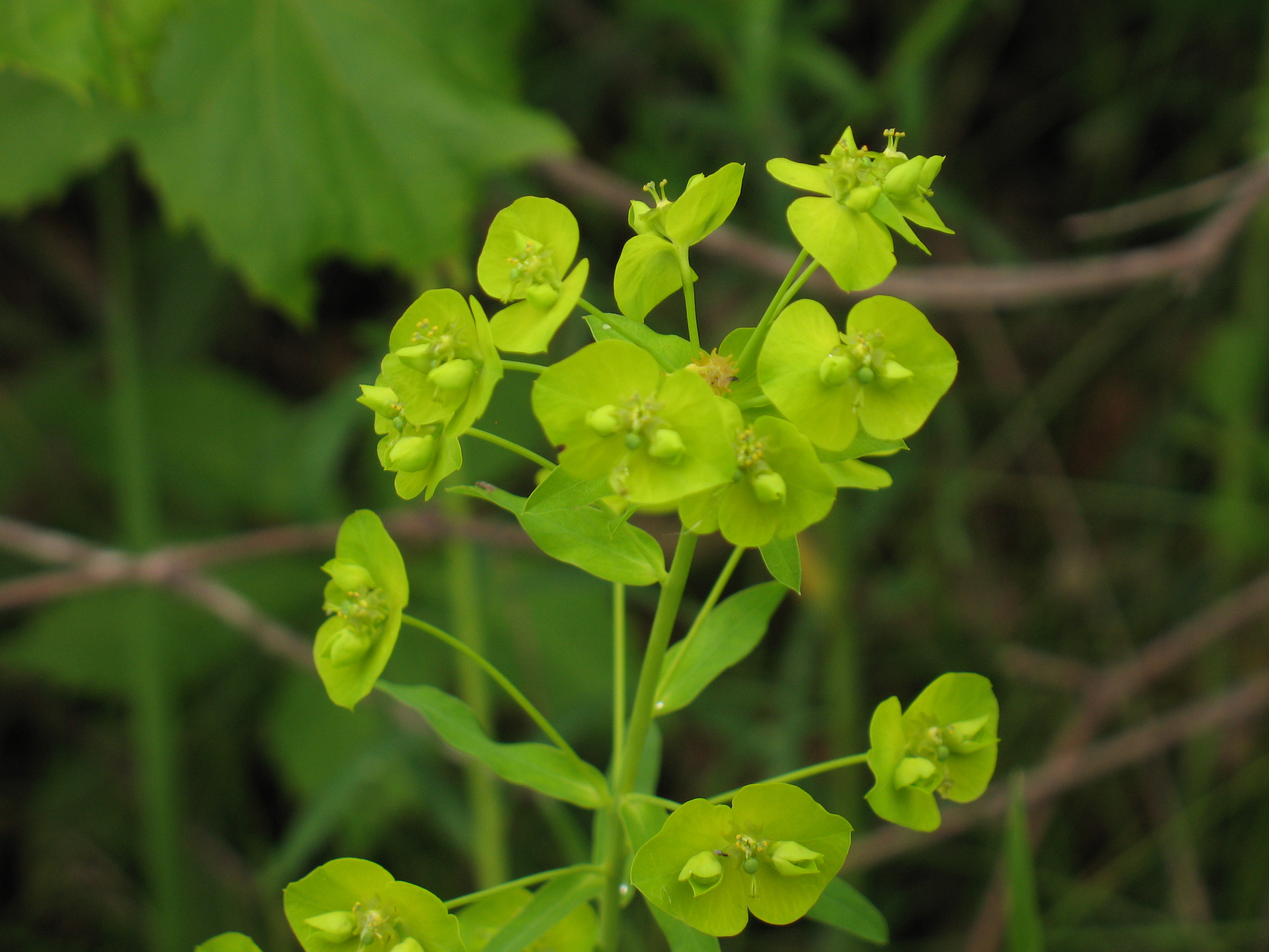 Leafy spurge (Euphorbia esula), a particularly troublesome invader of prairies and savannas, is present in small pockets on the Houlton Farm property. Early detection is key to managing invasions of this and other invasive species.