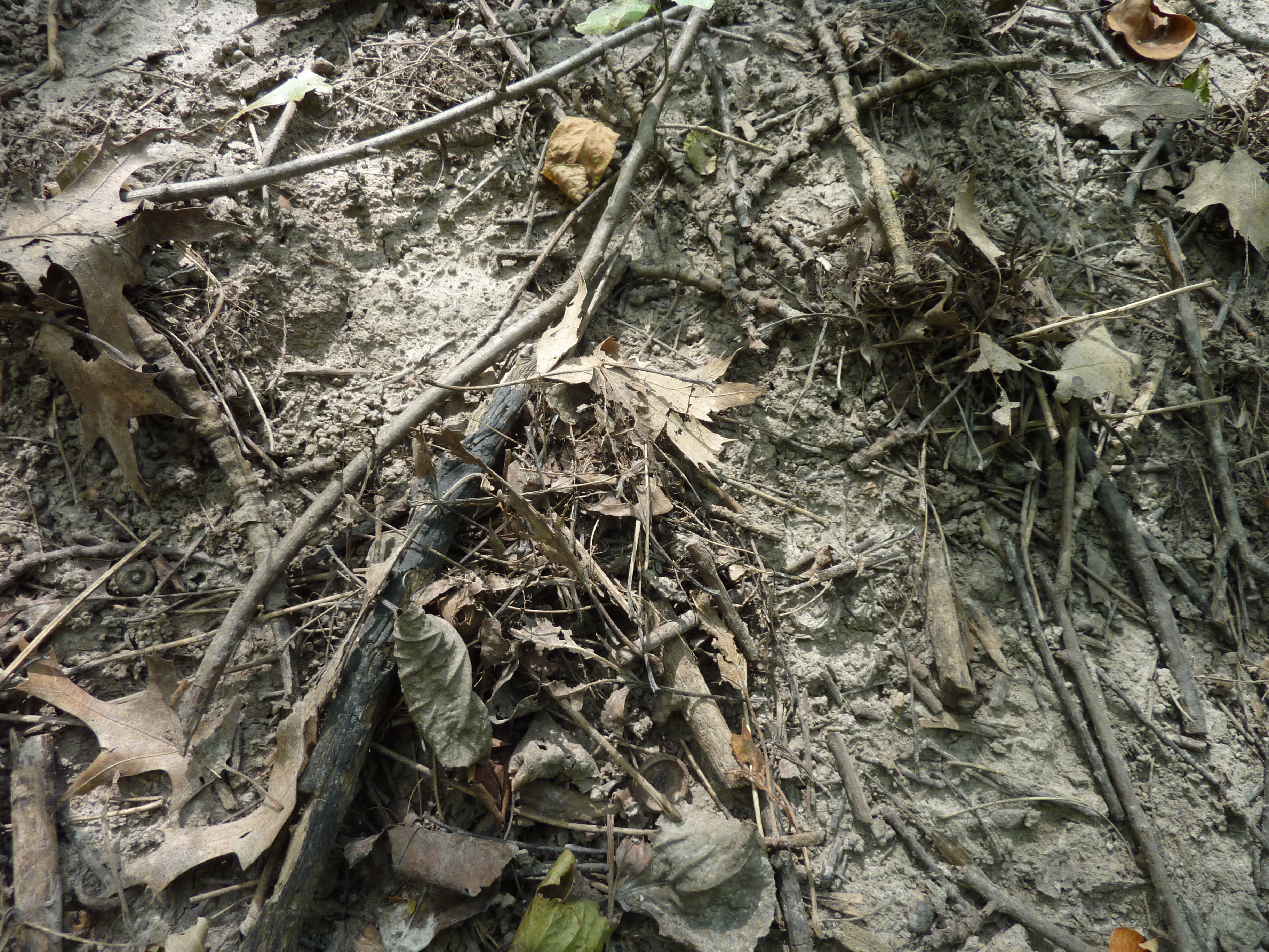 Earthworms invade our forest floor