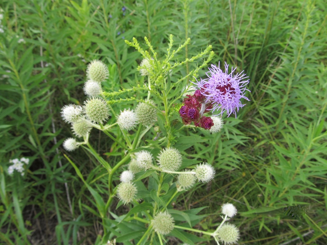 Rattlesnake master and meadow blazing star