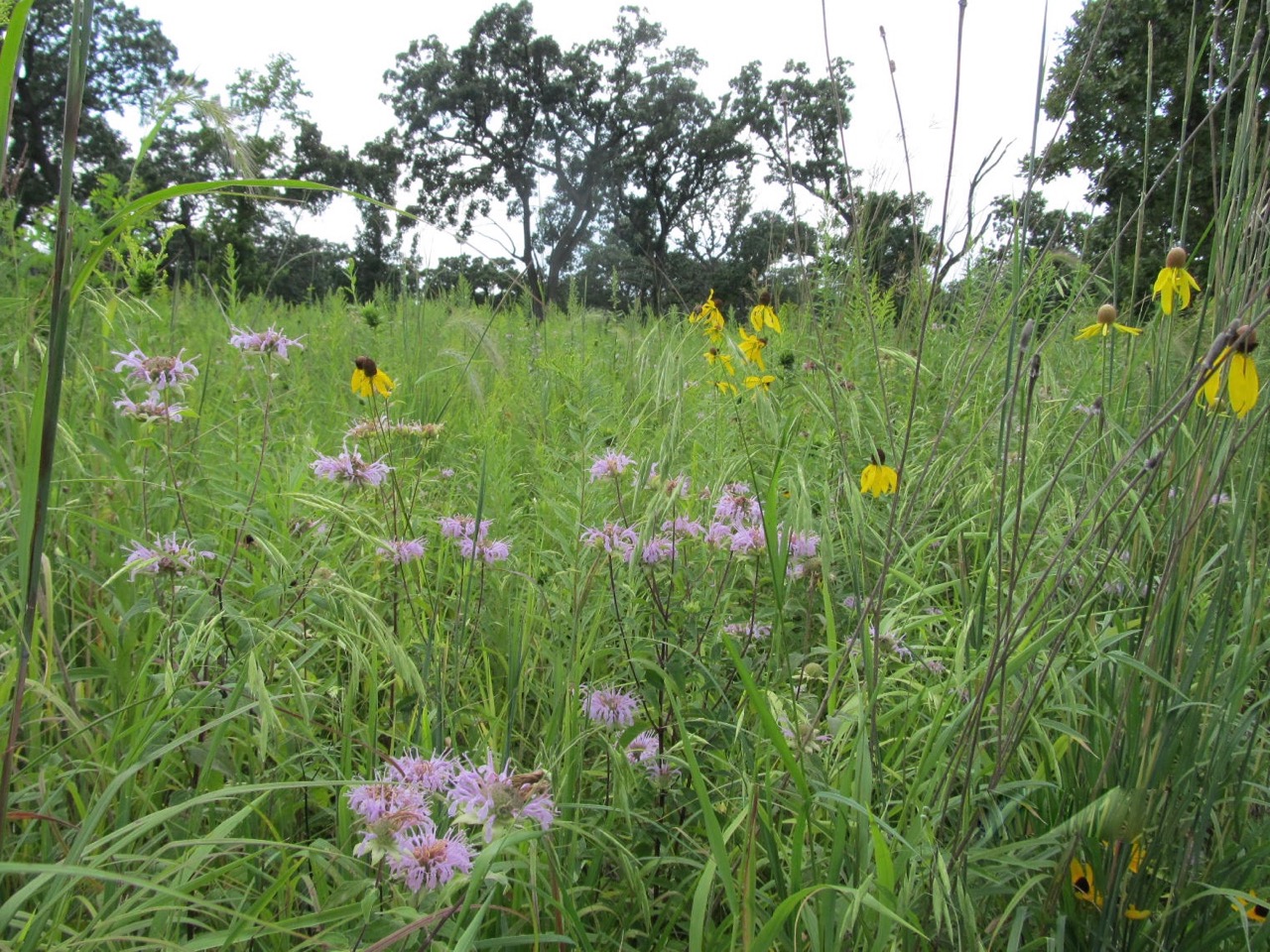 Native prairie wildflowers