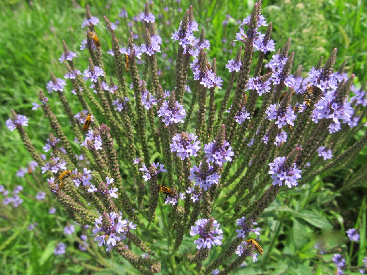 Soldier beetles on blue vervain