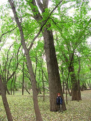 Towering cottonwood tree