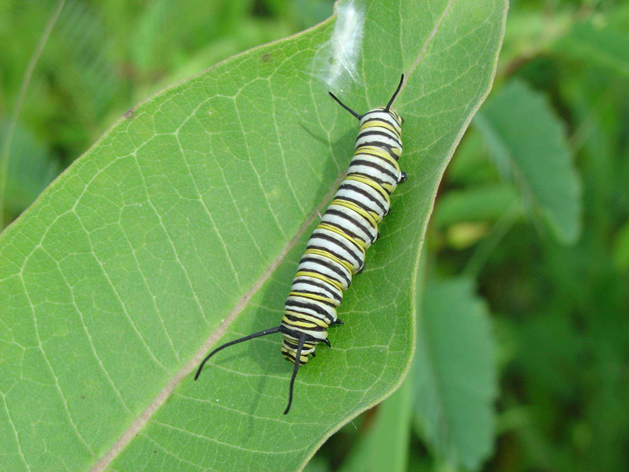 Monarch larva on milkweed.