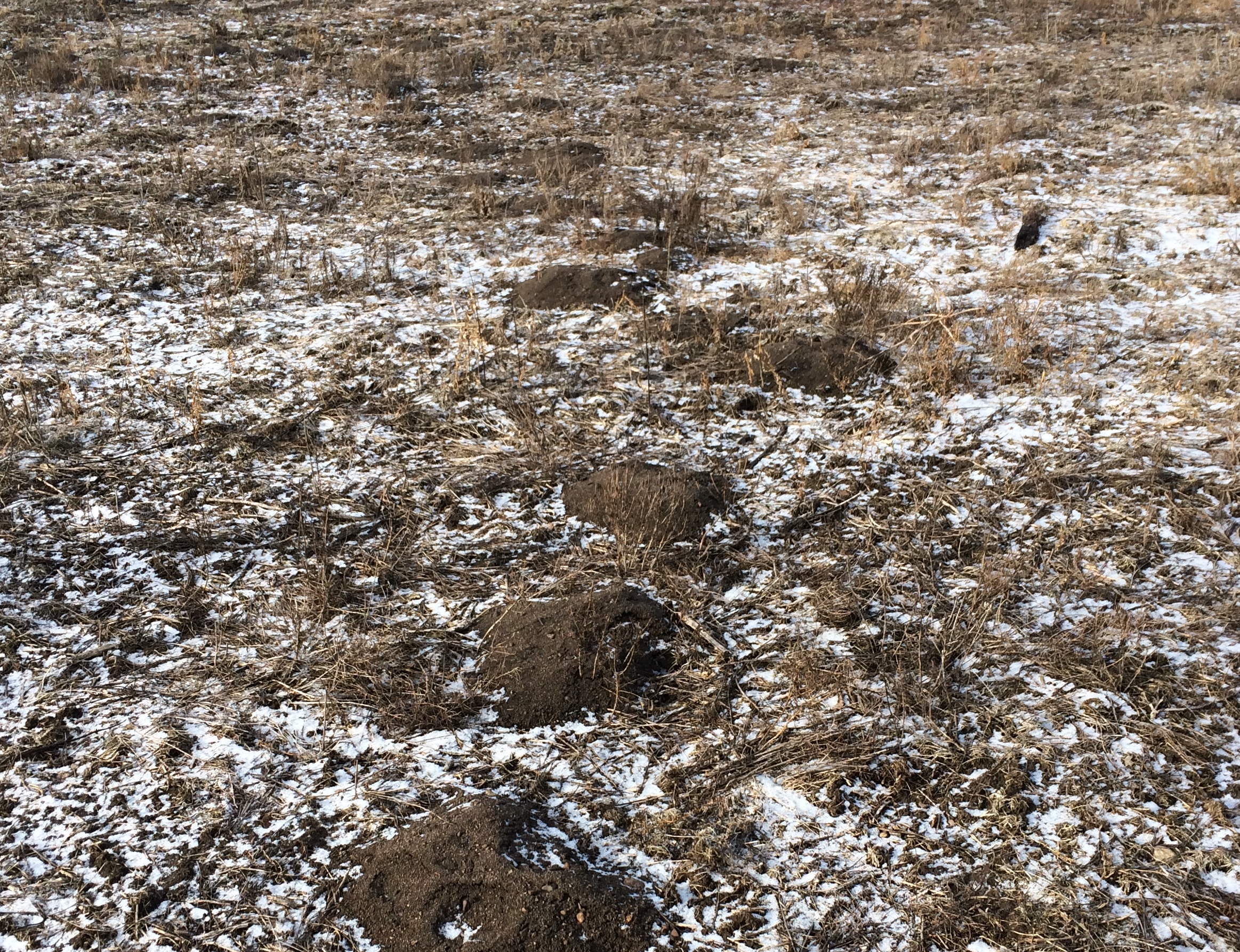 Although their tracks may never be seen, the path of a pocket gopher is clearly evident in a field.