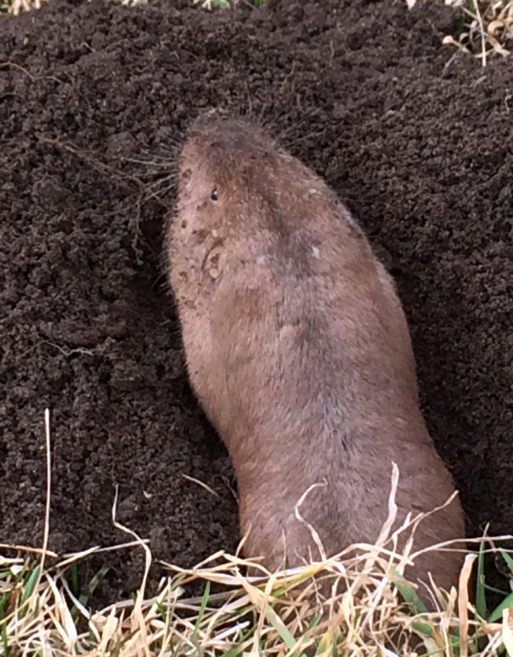 Pocket gophers dig with their teeth, but push the soil out with their forefeet.