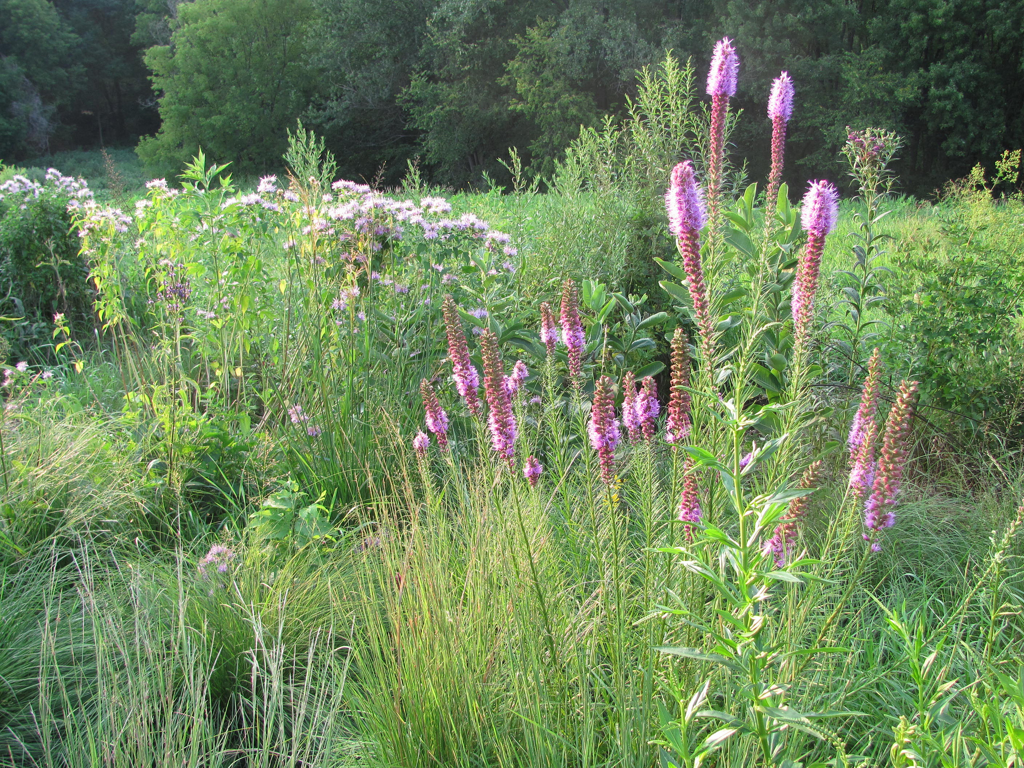 Prairie meadow in Crosby Park