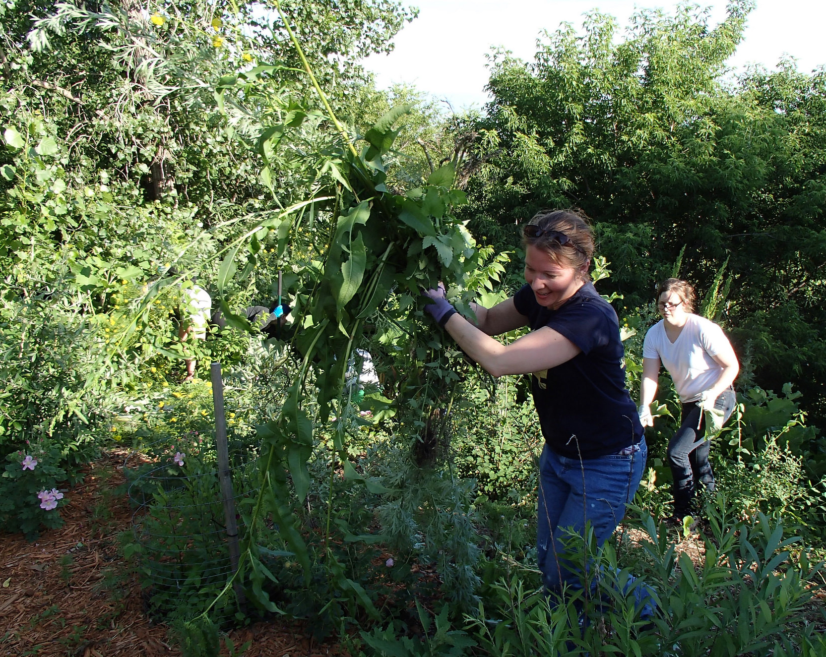 Volunteers tend the prairie at Indian Mounds Park.