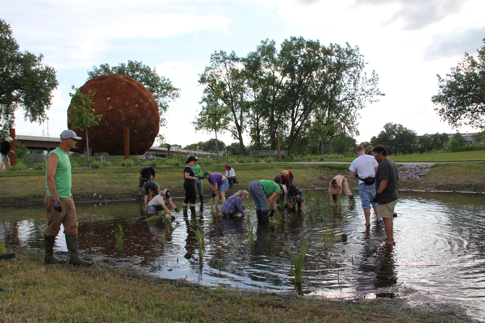 Above the Falls River Stewards knee-deep in rainwater plant a raingarden at Sheridan Park. 