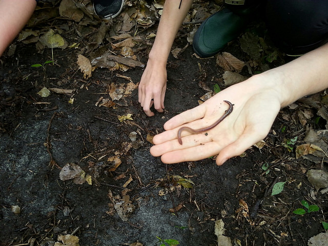 Invasive earthworms emerge from the Crosby Park forest floor.