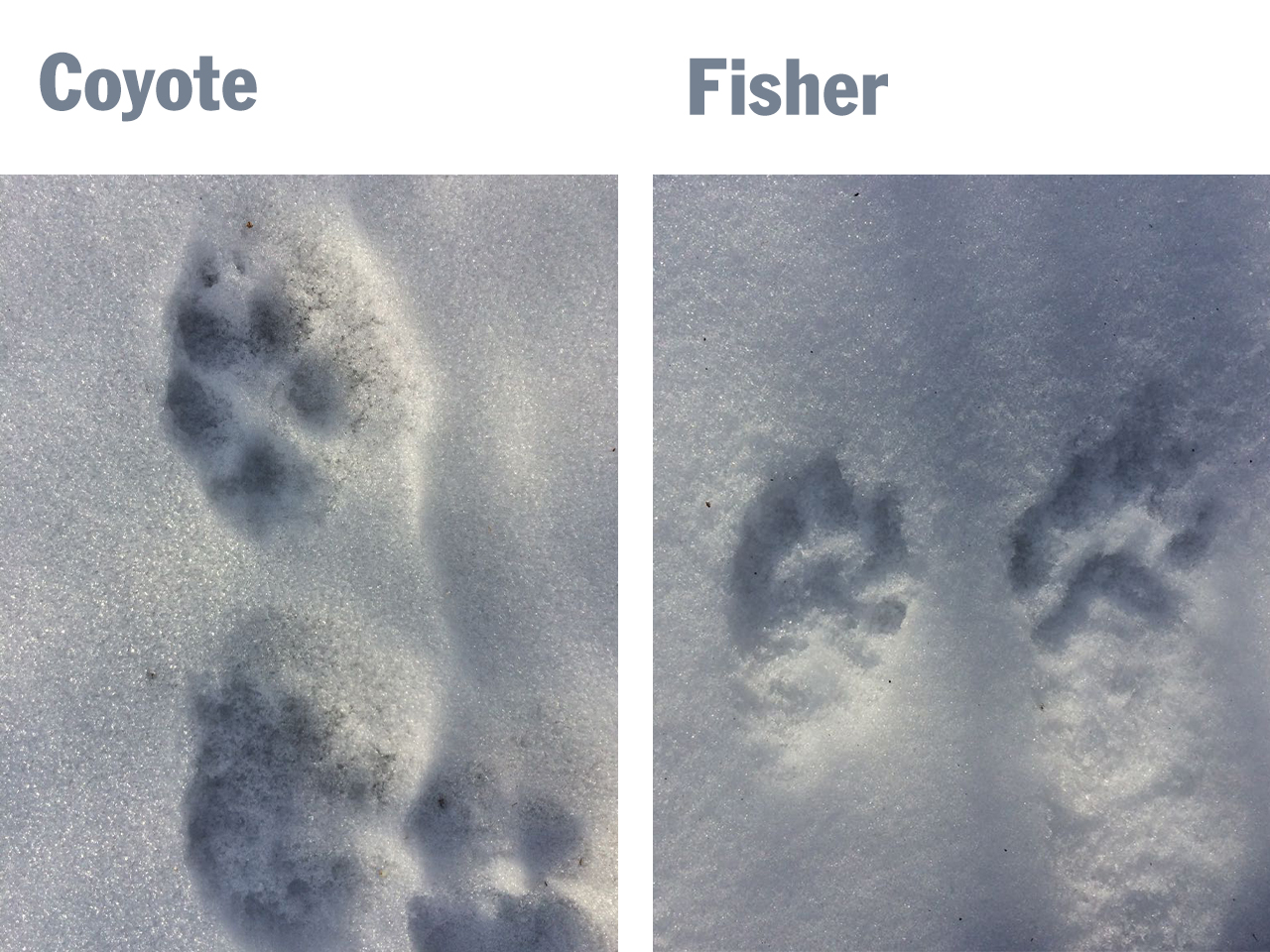 Coyote and fisher tracks