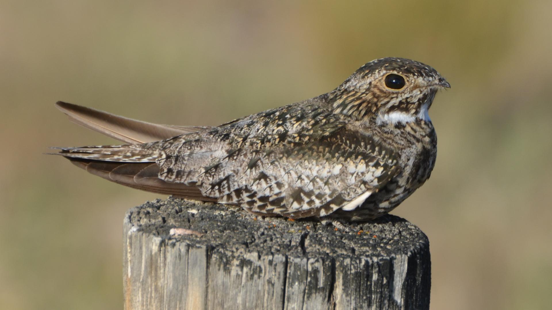 nighthawk bird common nighthawks spring hawk night acrobats mississippi river tags before them