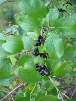 [Photo: Buckthorn berries]