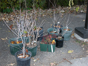 [Photo: Some of the shrubs await planting.]