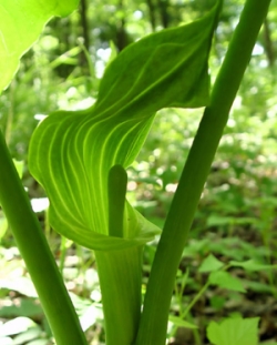 [Photo: Jack in the Pulpit]