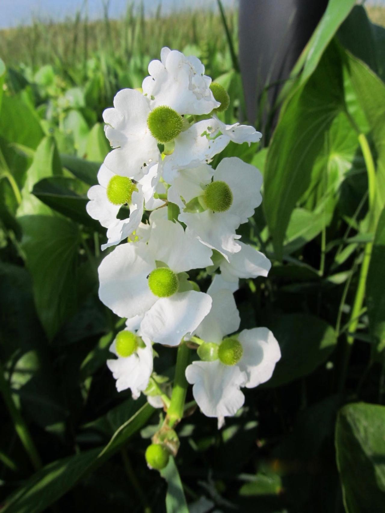 Arrowroot, one of many native species in FMR restoration areas.