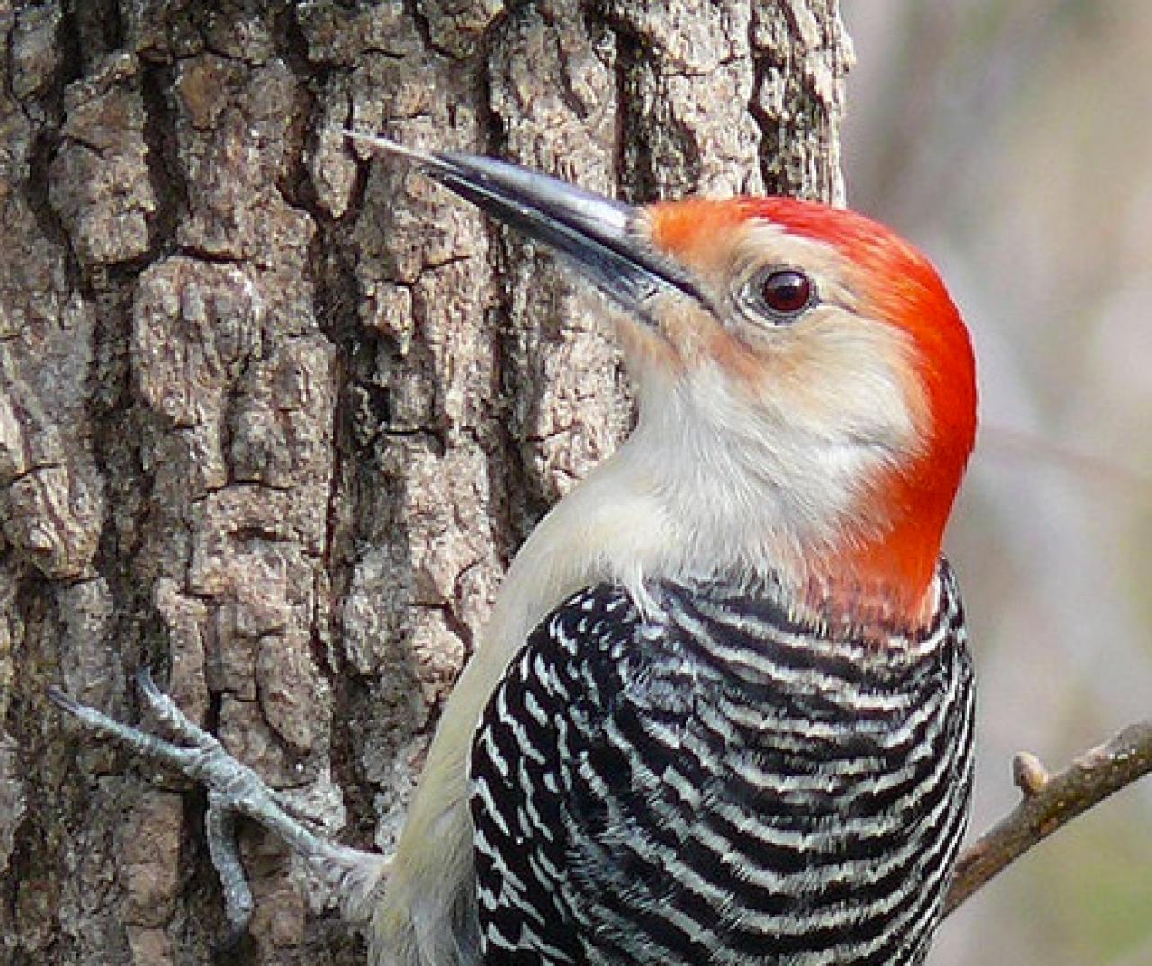 The drumming of the male red-bellied woodpecker resounds throughout the forest