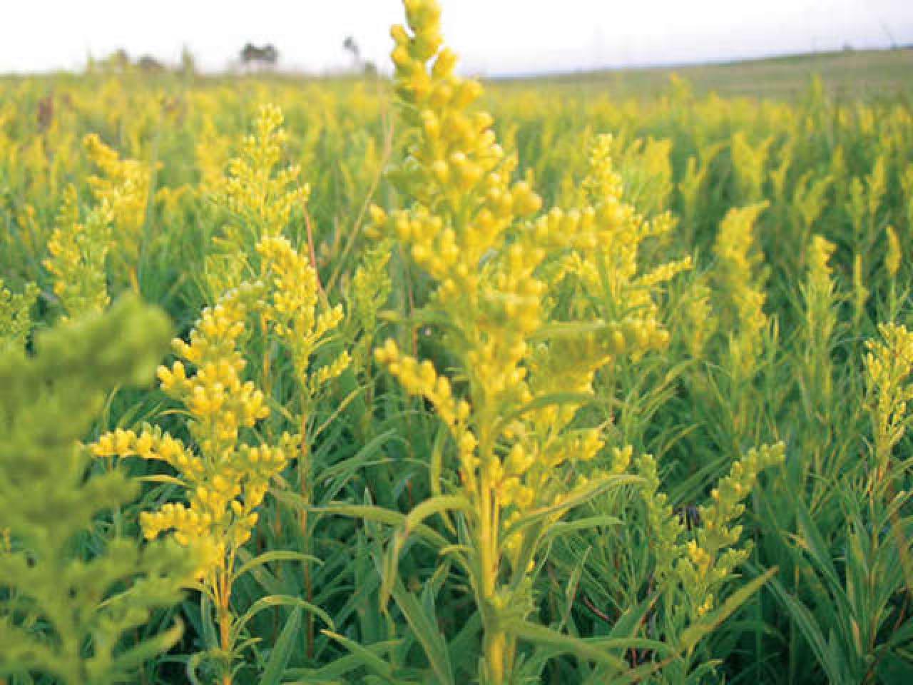 What does a goldenrod flower look like?