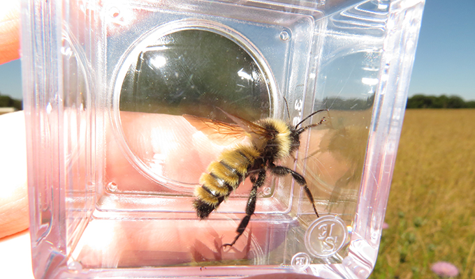 Yellow bumblebee in bug box