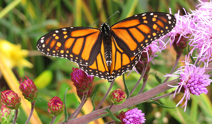 Monarch butterfly on blazing star
