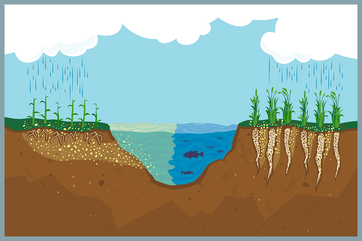 Crops on left leak particles into murky water. Crops on right hold particles in soil, and nearby waters show fish.