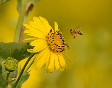 Silphium and bee