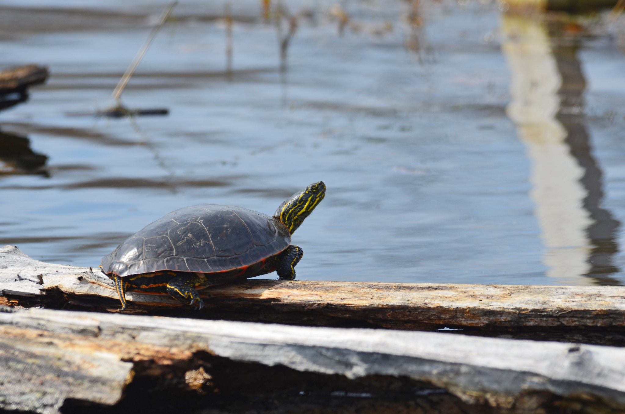 A painted turtle on a downed log in water.