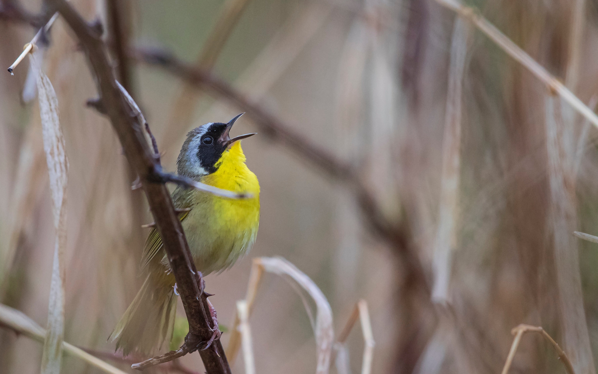 A singing common yellowthroat grips a thorny branch.