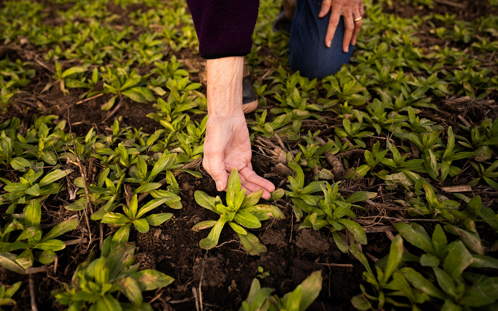 Organic farmer Karen Torjesen holds a hand low to the ground, amidst a recently planted field of winter camelina in November, 2023.