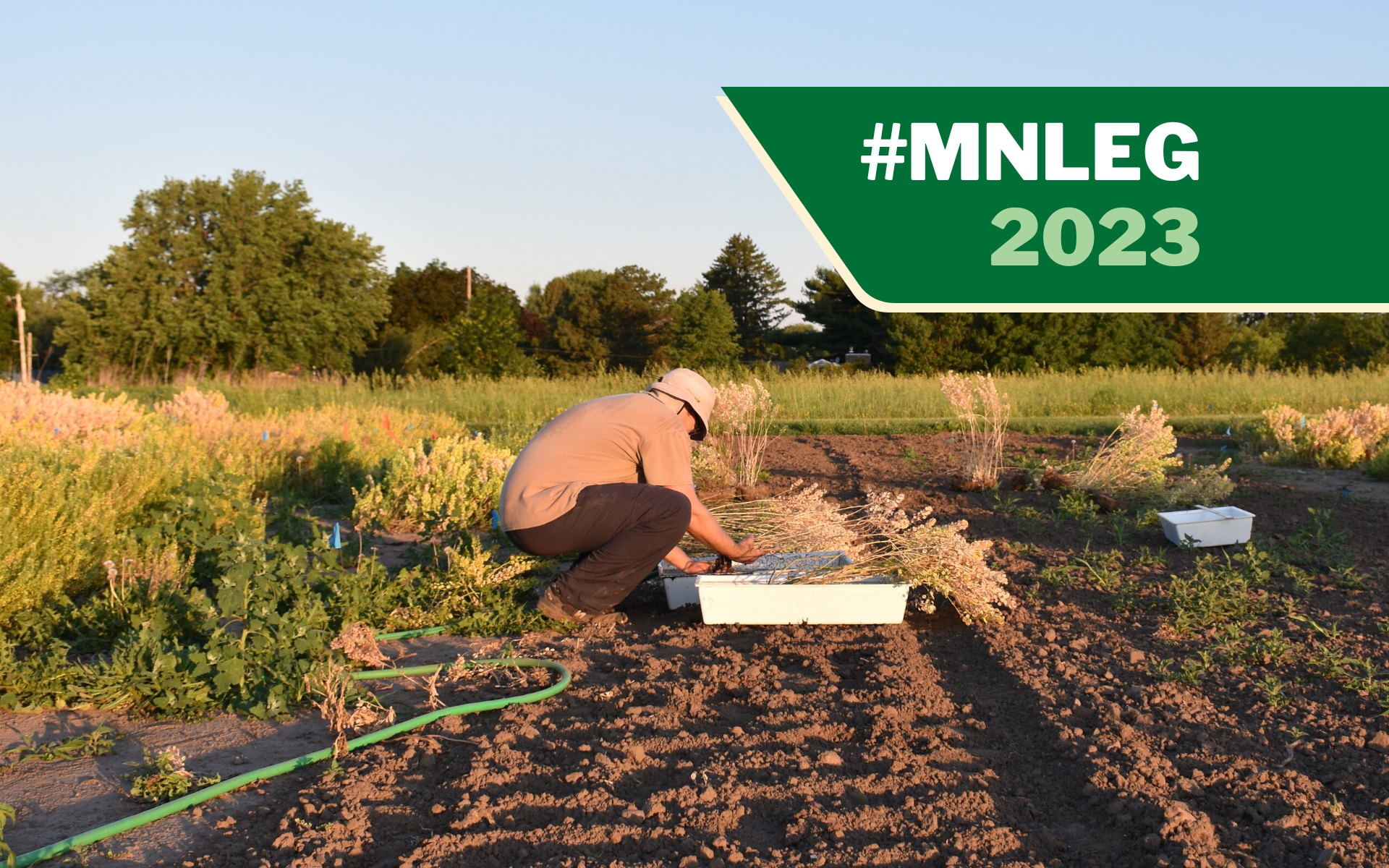 A crop researcher with the University of Minnesota crouches in a field, using a hose to rinse off the roots of plants.