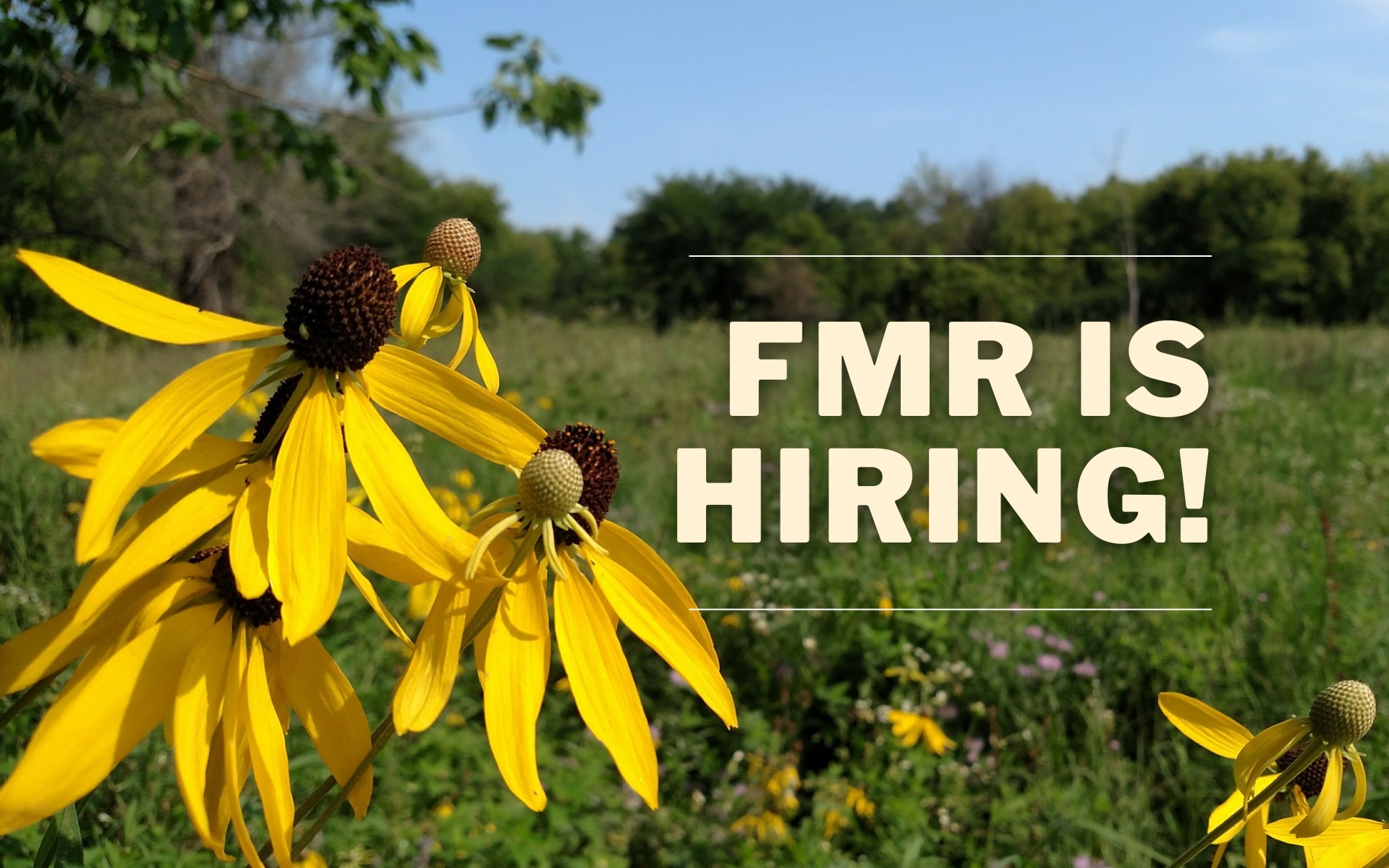 A close-up of a yellow coneflower with text that says "FMR is hiring!"