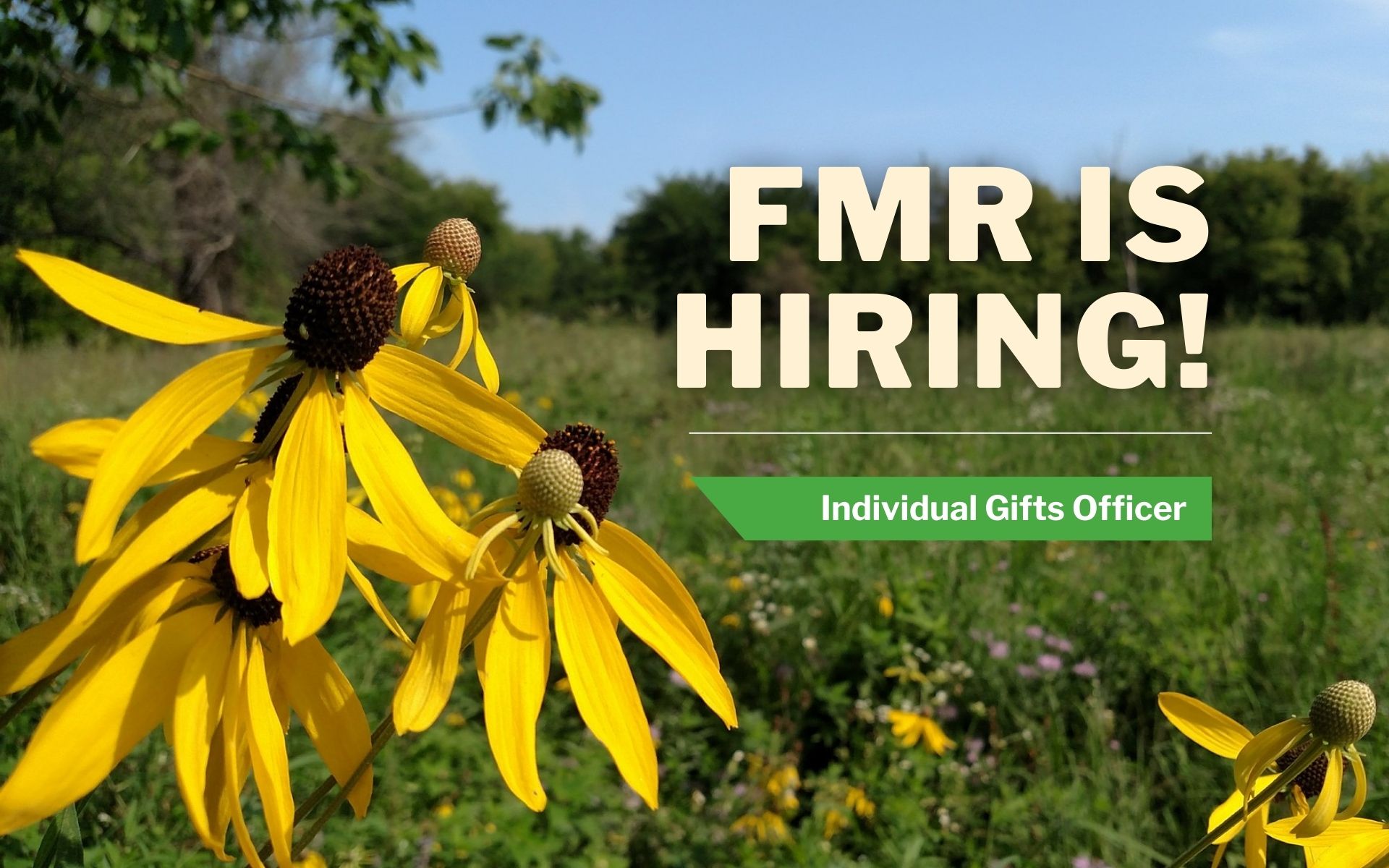 Coneflower in field plus text: FMR is hiring! Individual Gifts Officer