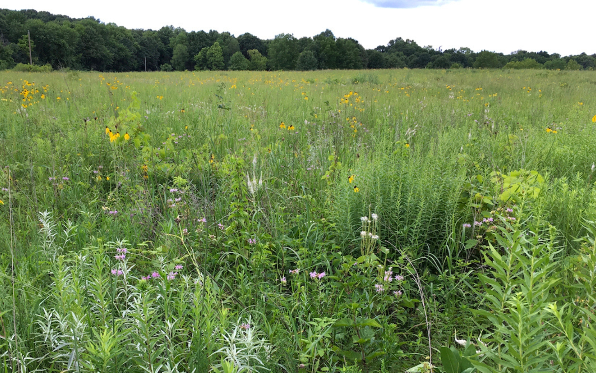 Spring Lake Park Reserve Friends of the Mississippi River