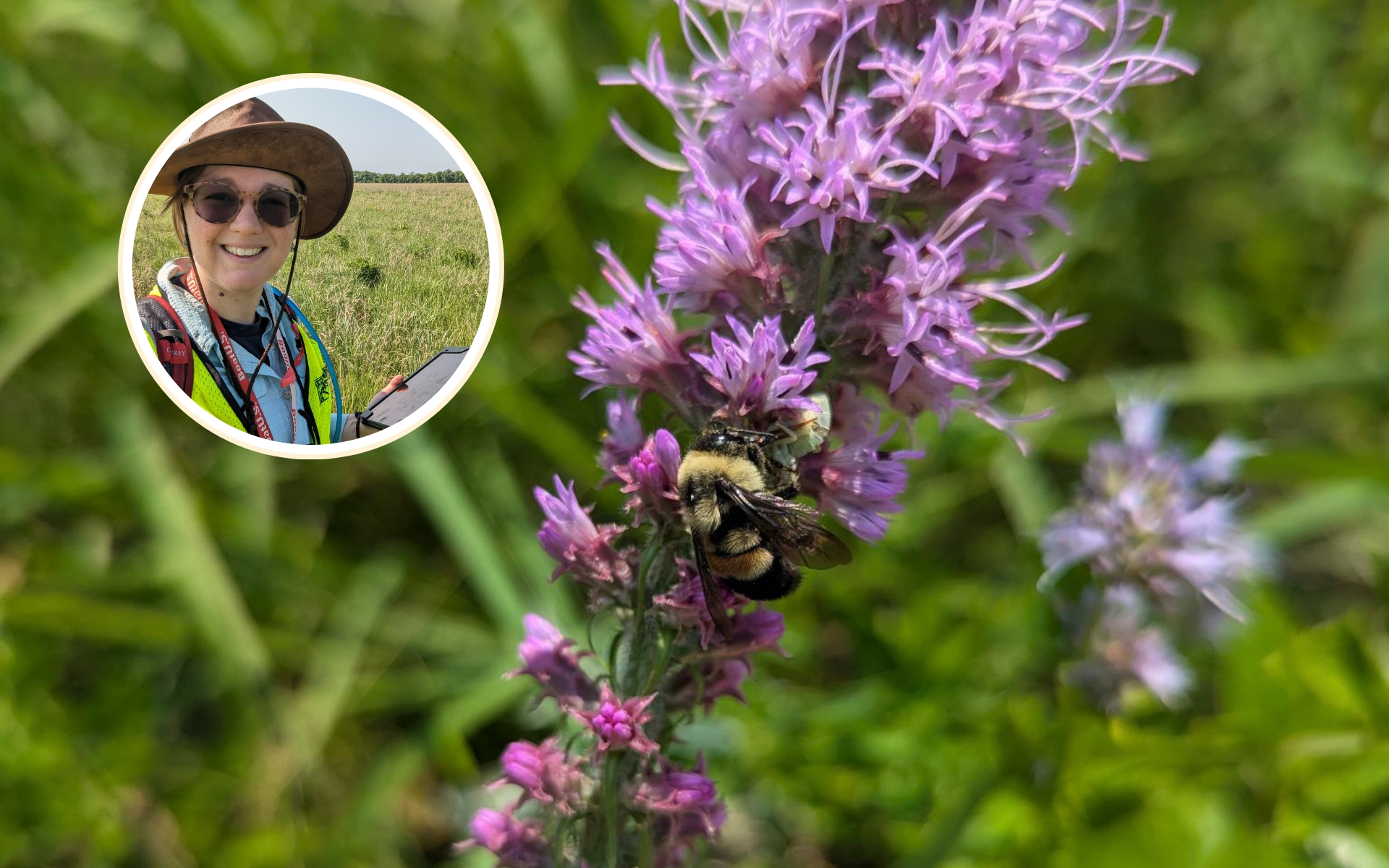 A bee on blazingstar, with an inset photo og Dr. Julia Leone.