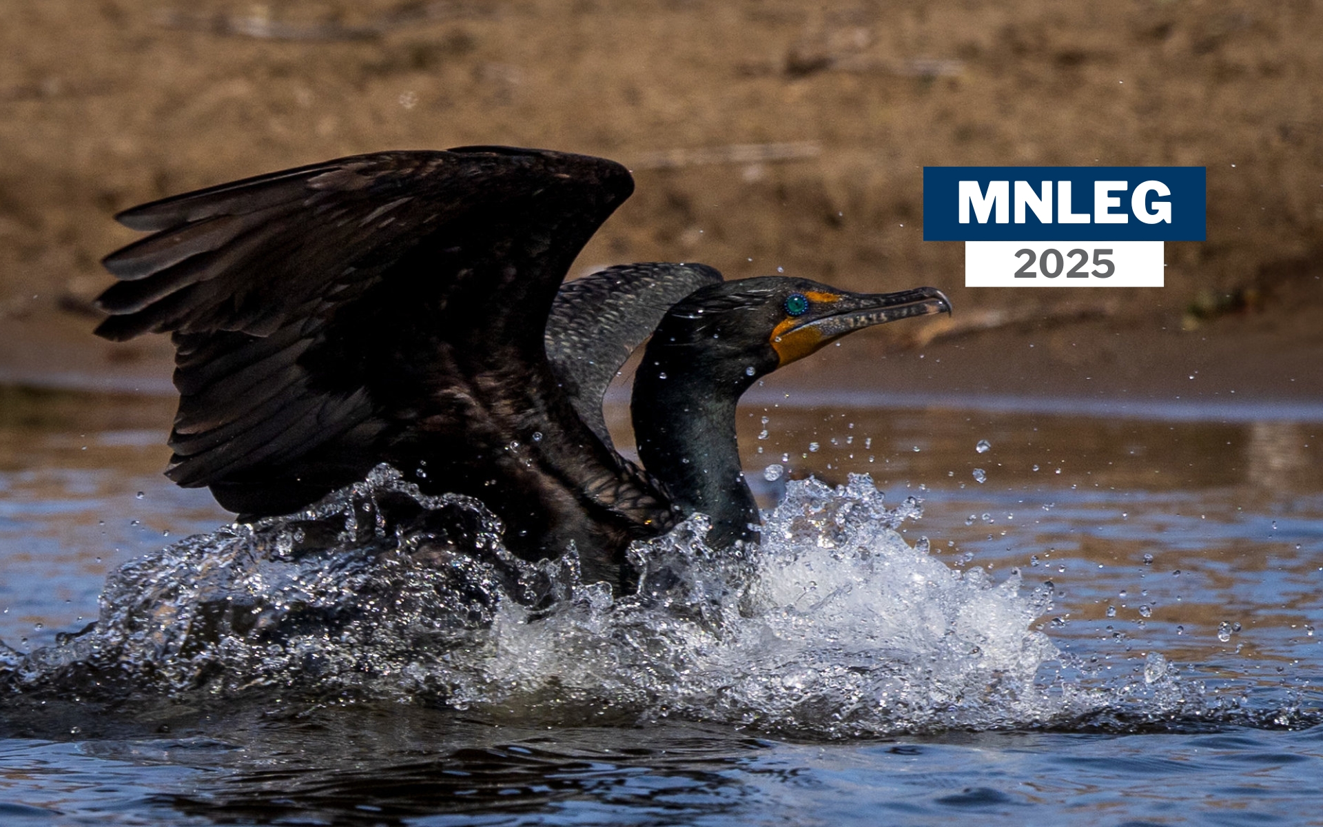 A double-crested cormorant splashing in the water. A text overlay says "MNLEG 2025"