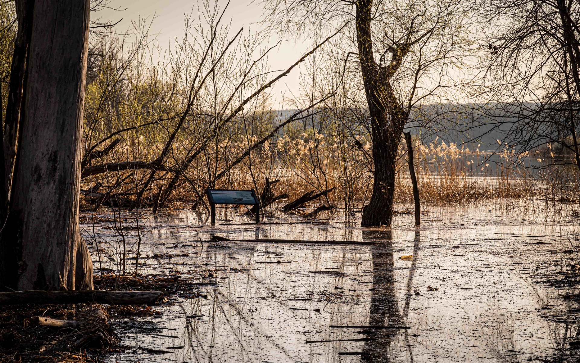 A flooded path at Crosby Farm Regional Park.