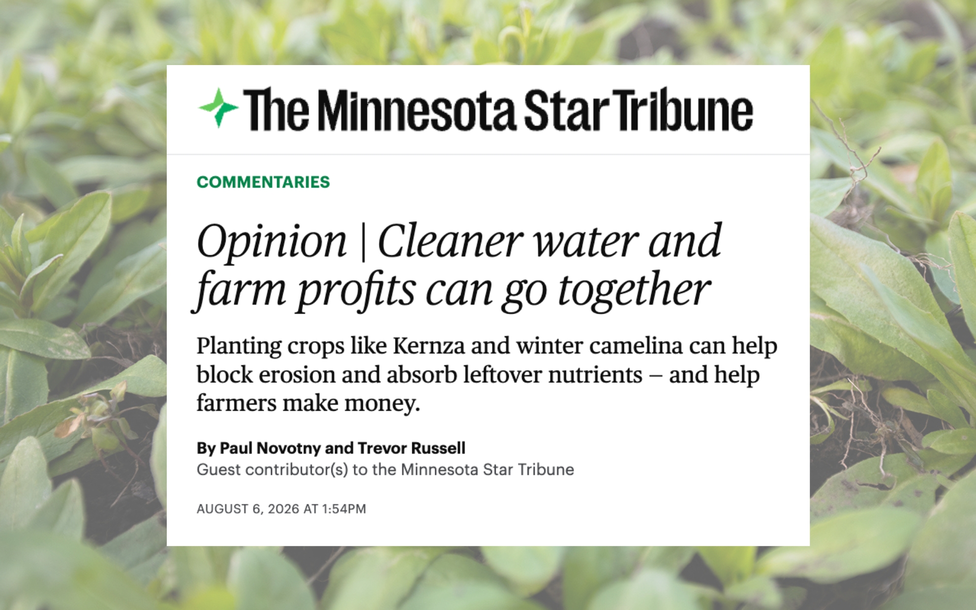 Winter camelina with a screengrab of the Star Tribune piece overlaid.