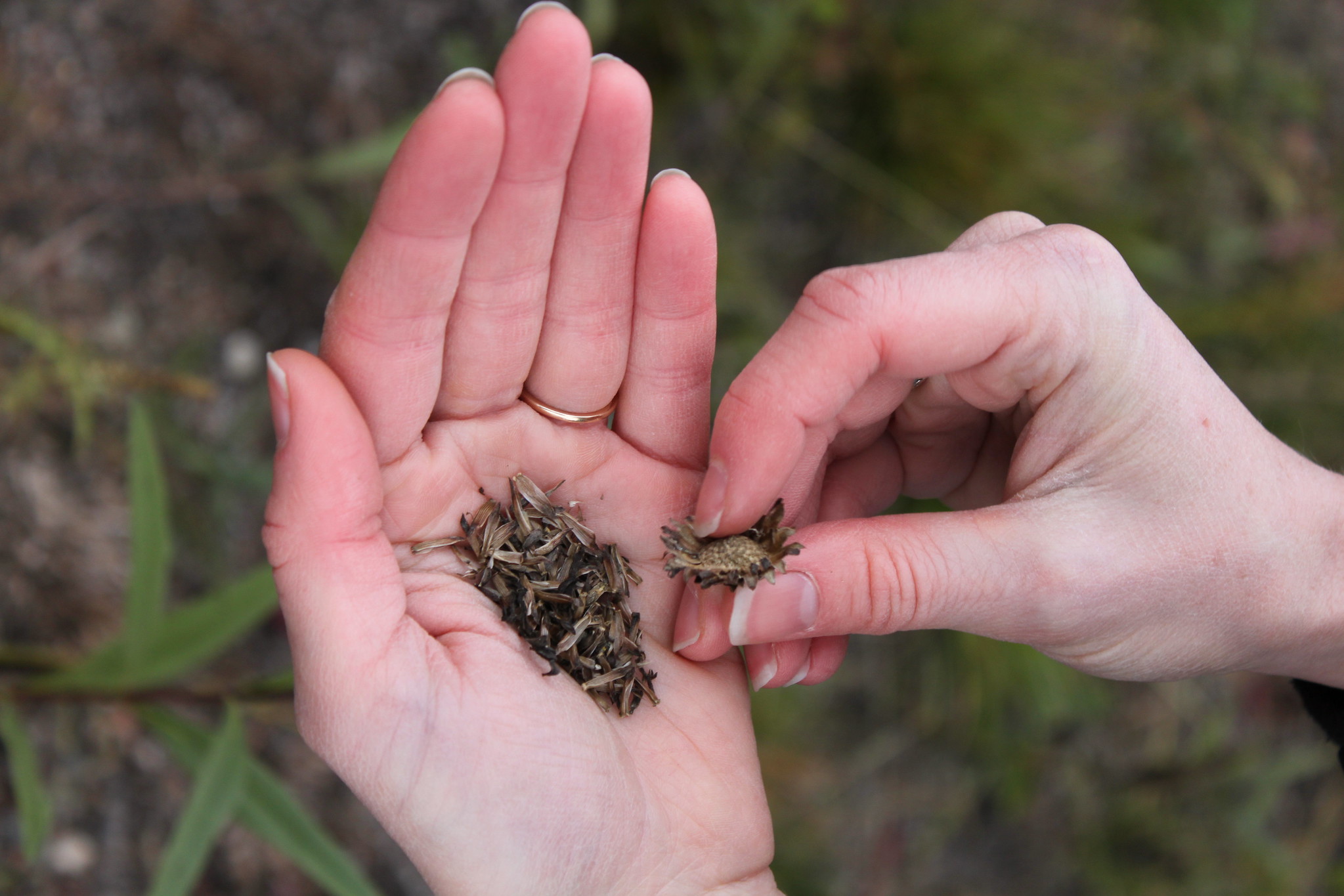 Hands holding seeds