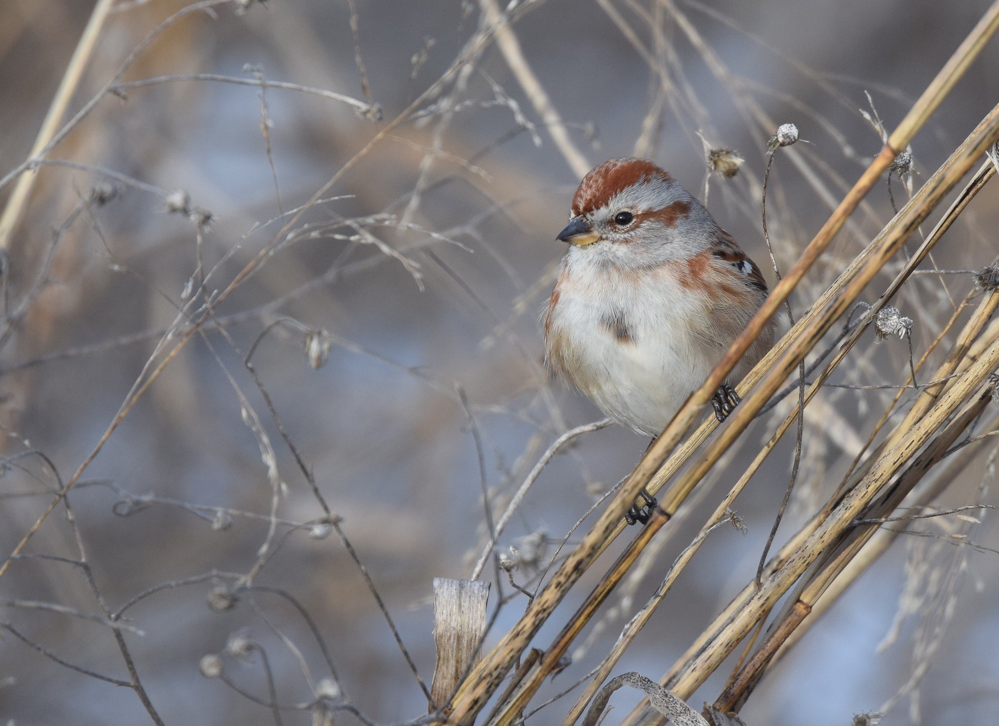 American tree sparrow on grasses