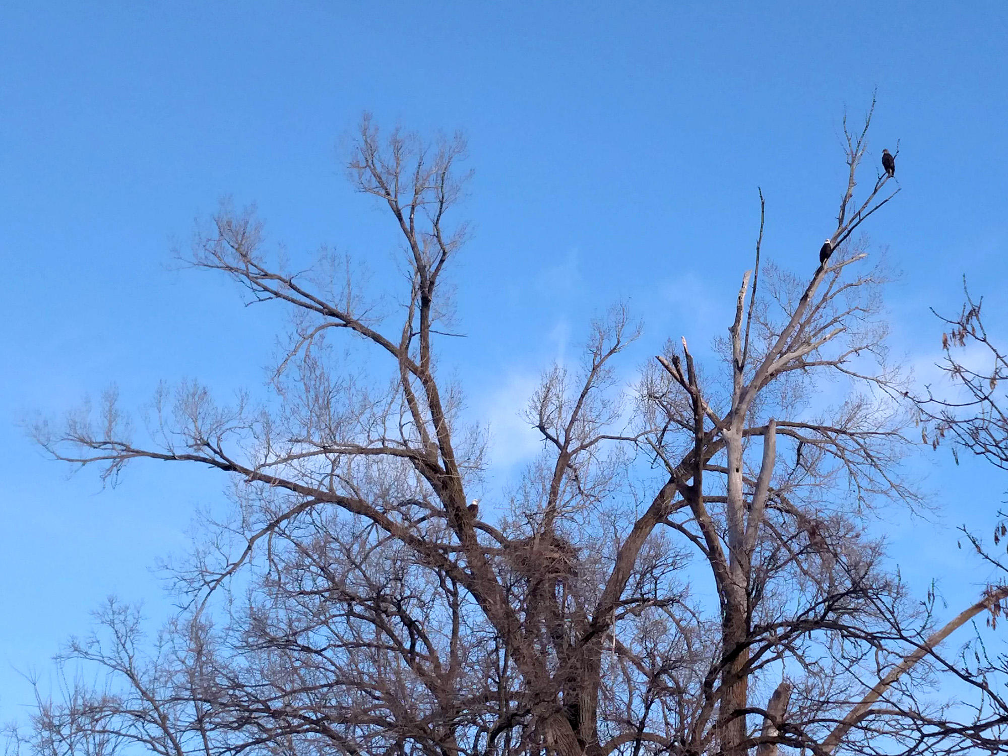 Bailey Point eagles Eagles and nest in tree
