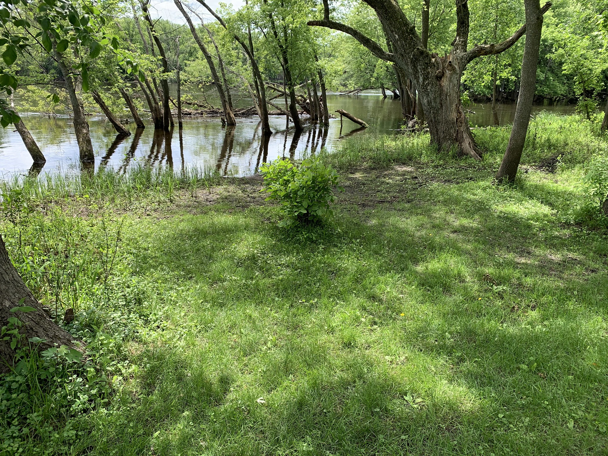 Bailey Point floodplain Floodplain with trees and waters