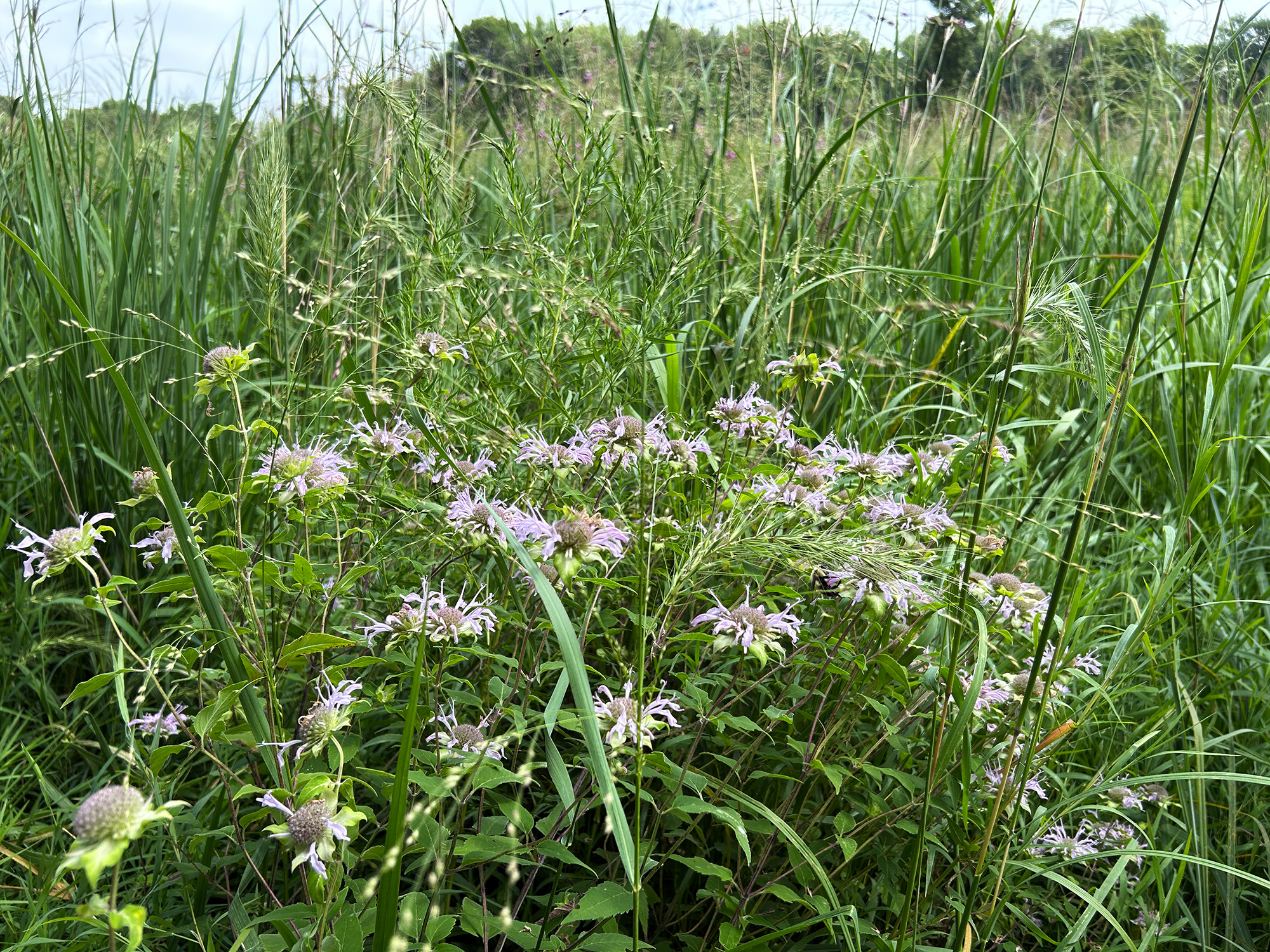 Bailey Point bergamot Bergamot blooming in prairie at Bailey Point