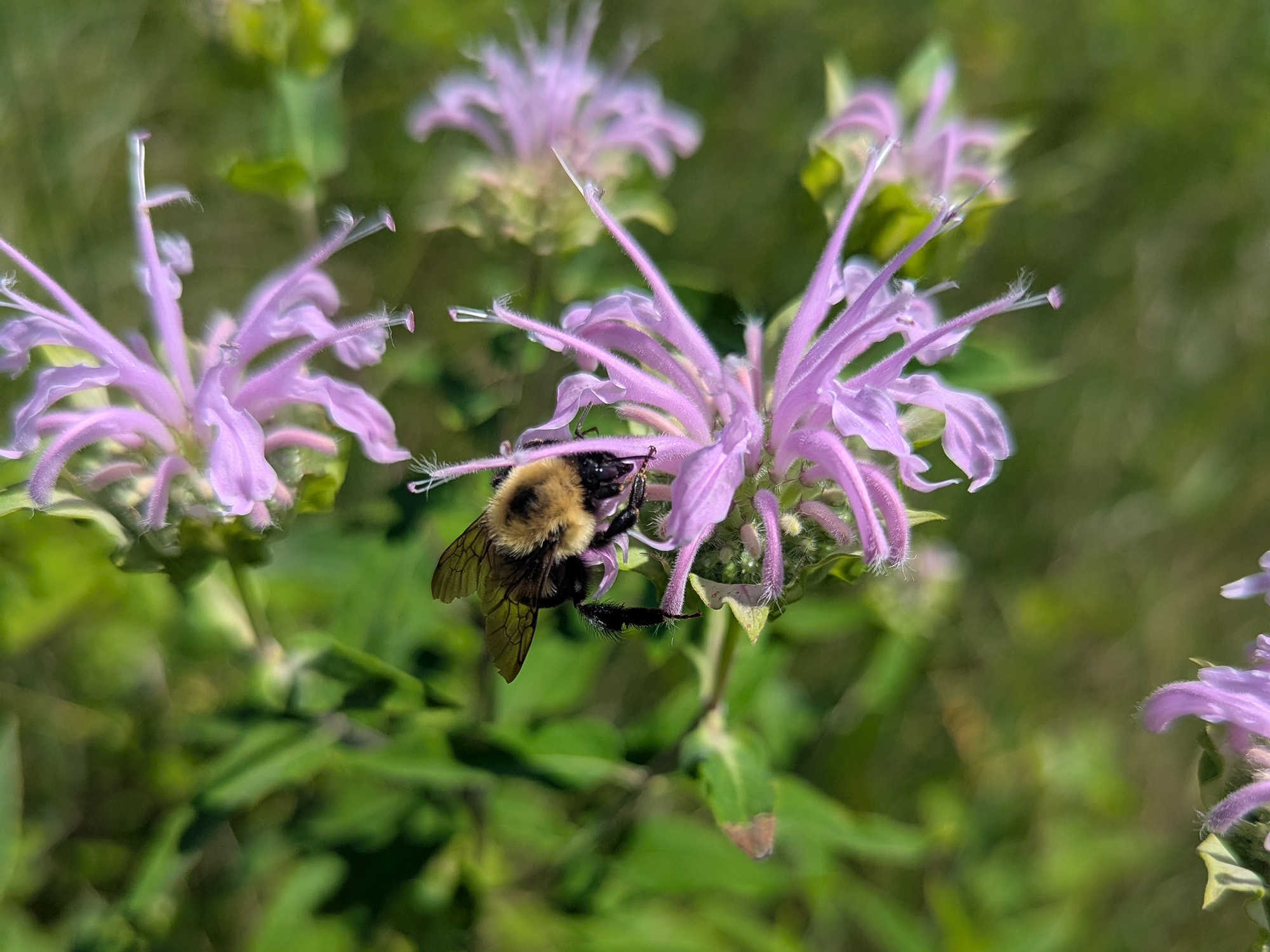 Bee on bee balm