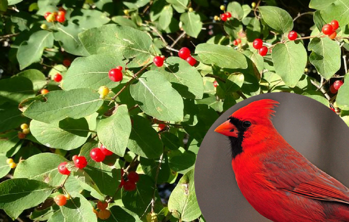 A photo of a northern cardinal next to a close-up of honeysuckle berries.