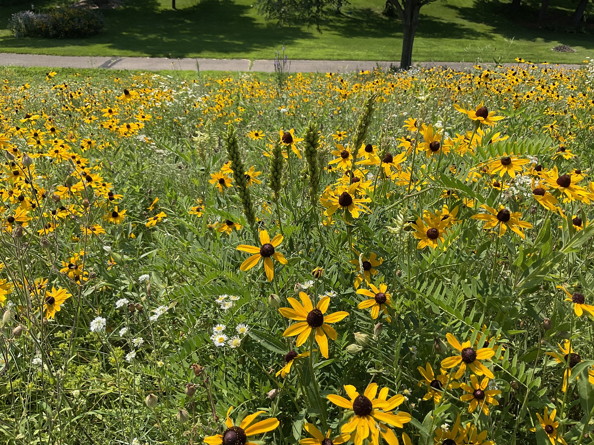Black-eyed Susan and Canada milkvetch