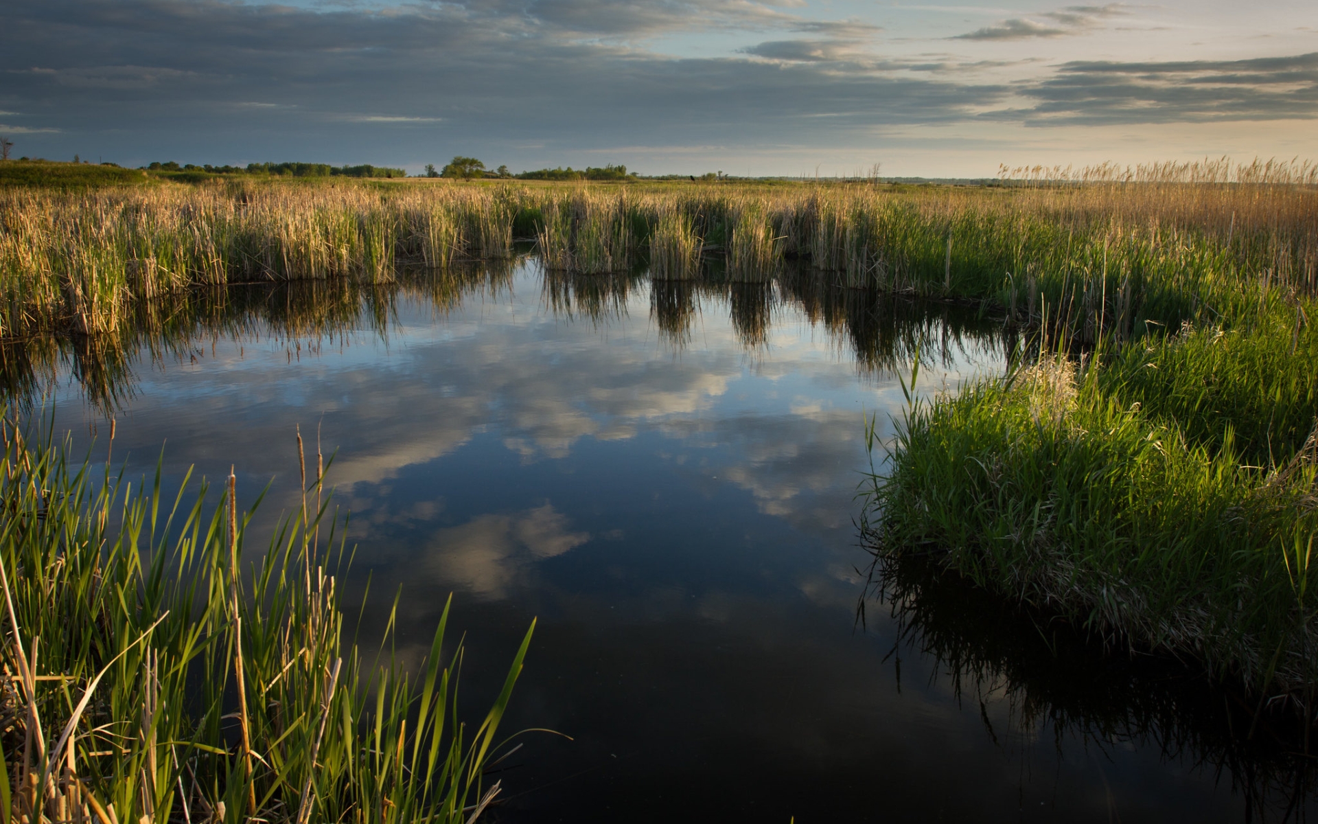 Wetland reflecting sky