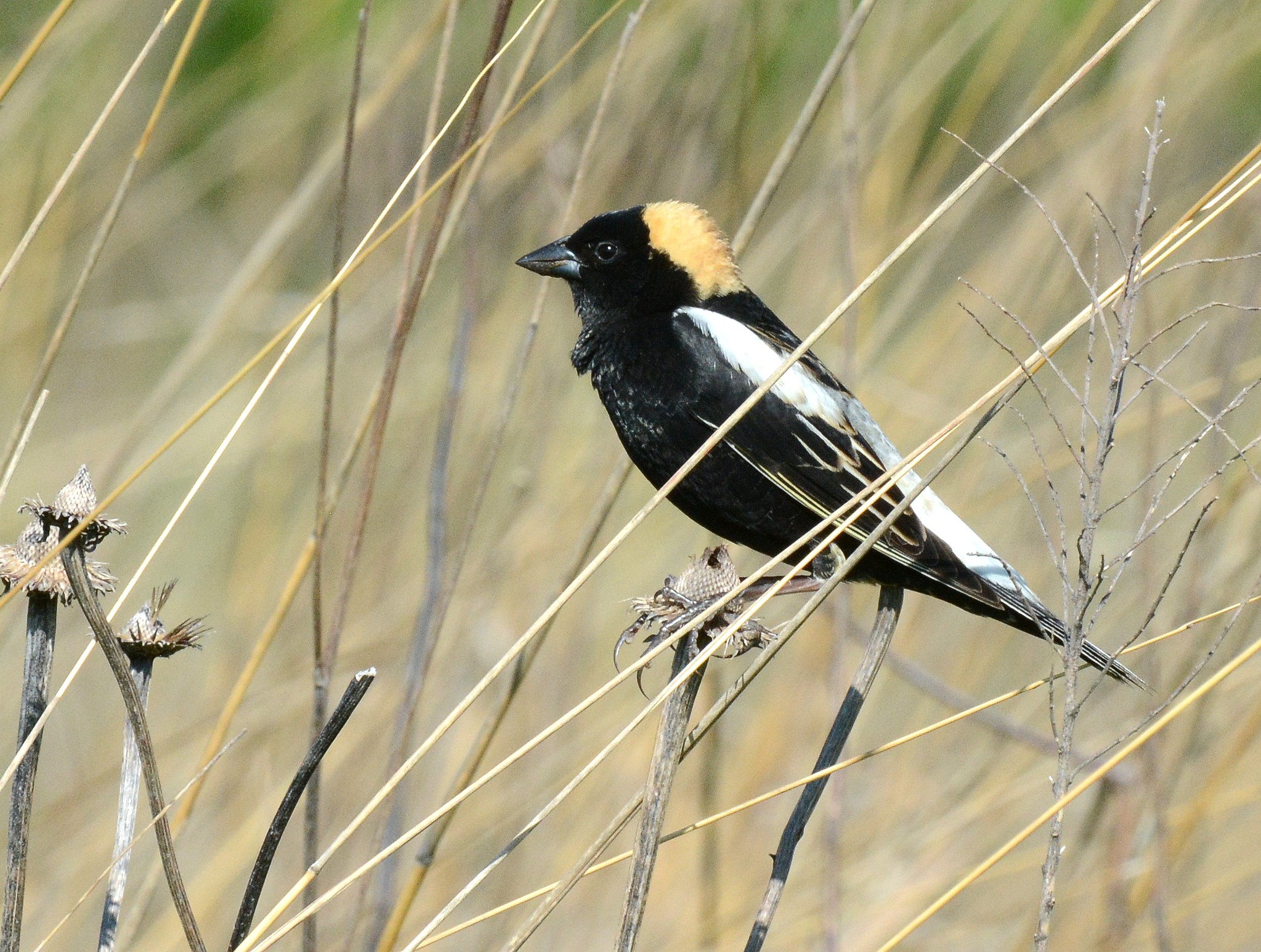 Bobolink sits on grass stalk